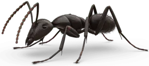 Ant Control Contractors Near Me