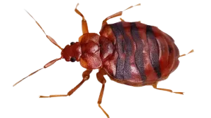 Bed Bug Heat Treatment Contractors