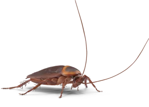 Cockroach Extermination Contractors Near Me