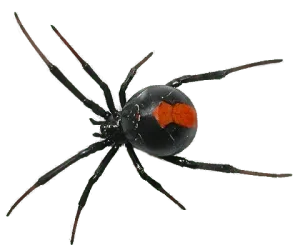 Spider Control Contractors Near Me