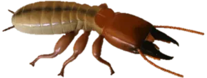 Termite Inspection Contractors Near Me